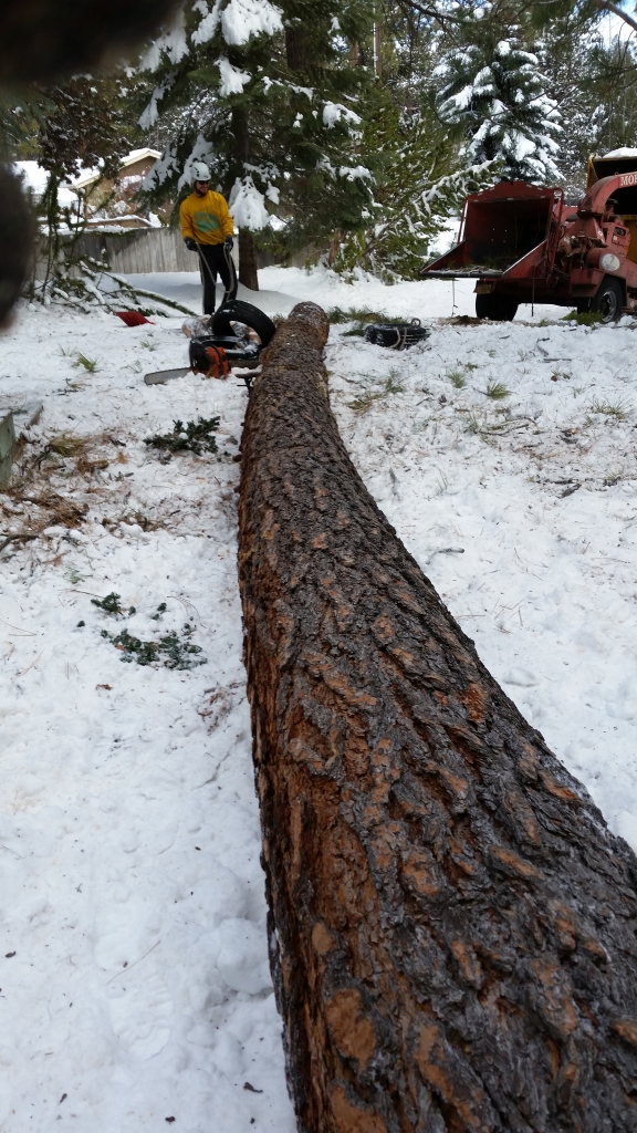 pine tree removal in winter