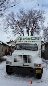 elm pruning