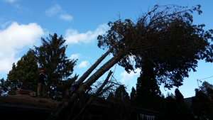 tree removal