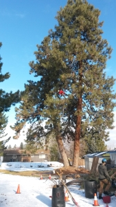 trimming pine tree