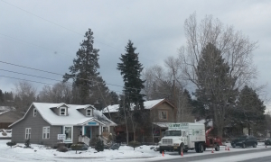Find the tree climber in Bend, Oregon.