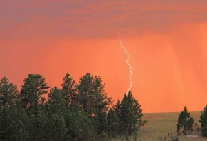 prepare your property for wildfire season