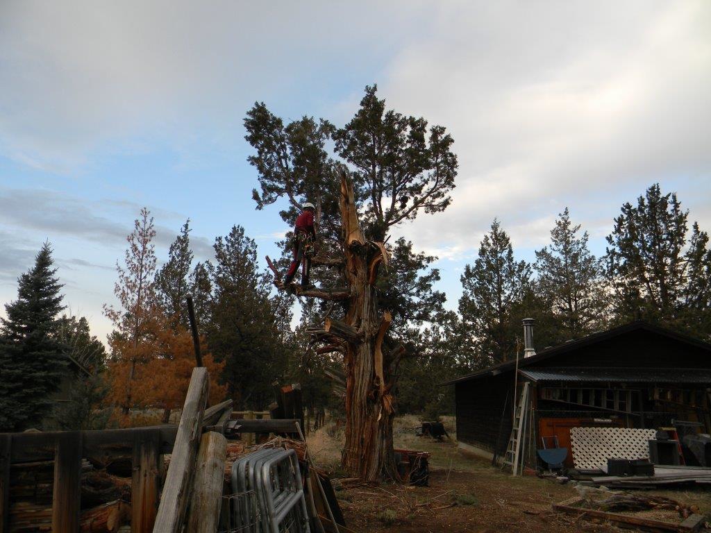 juniper tree removal