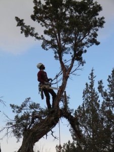 large juniper removal