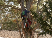 remove juniper tree