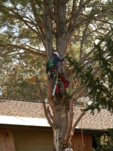 remove juniper tree