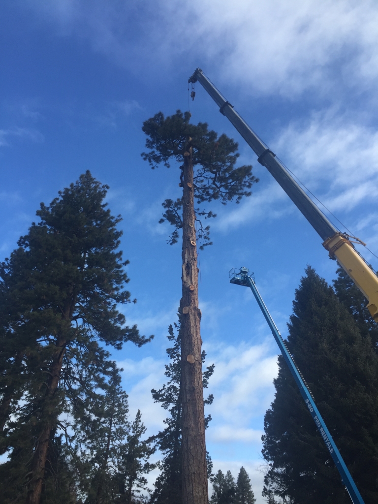 large pine tree removed bend oregon