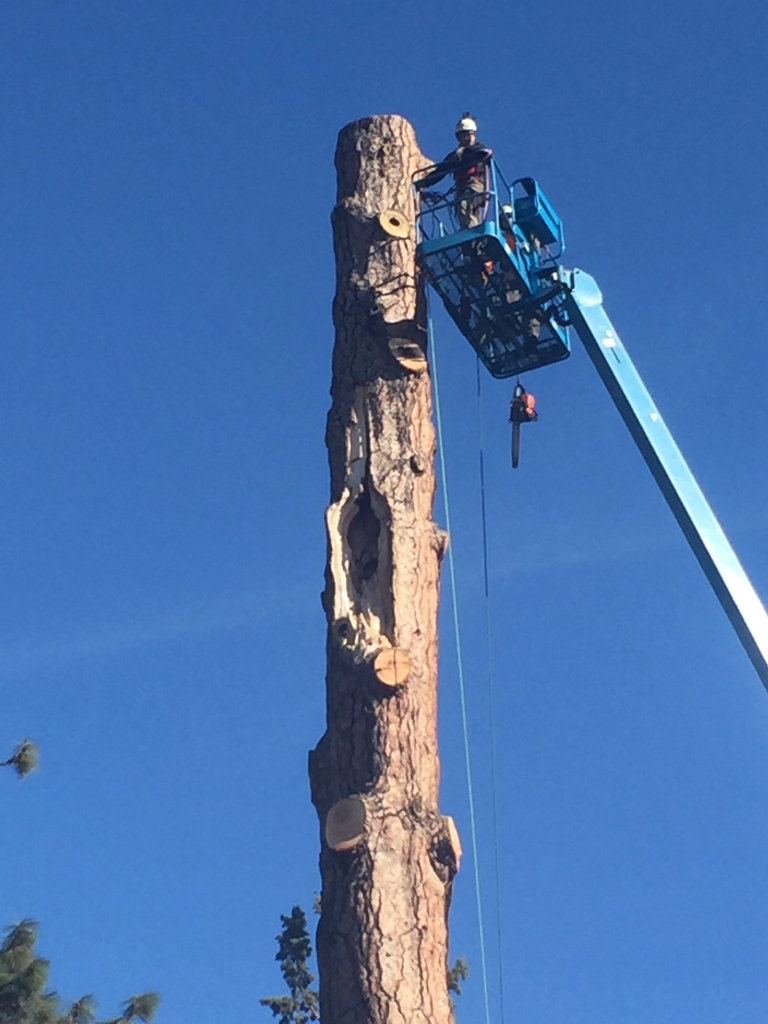 drake park tree removal