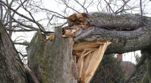 tree risk assessment bend oregon