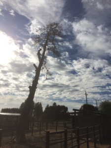 juniper removal central oregon