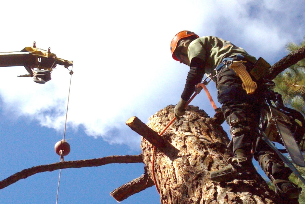 pine tree removal bend oregon