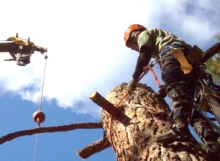 pine tree removal bend oregon