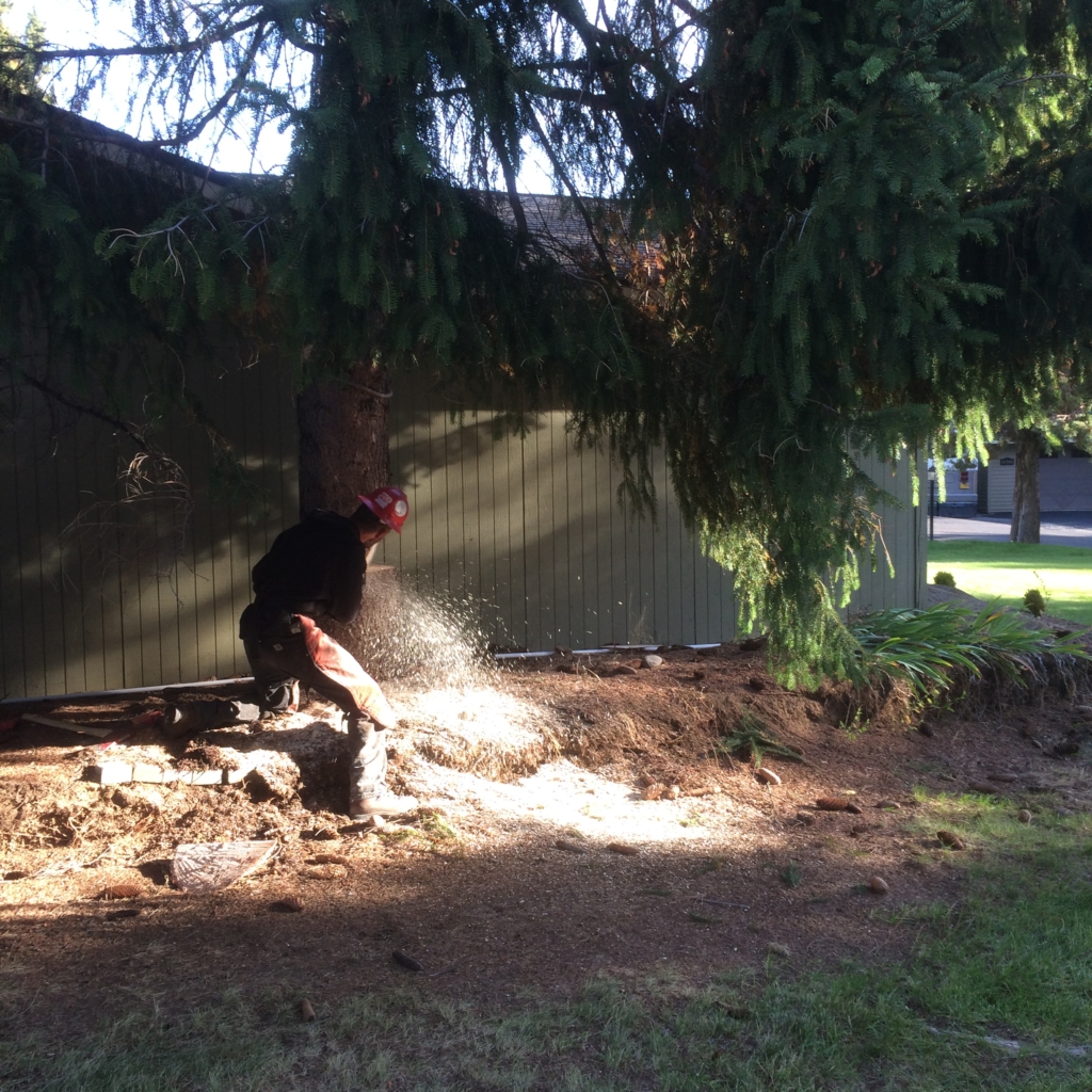 spruce removal bend oregon