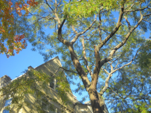 trees and human health