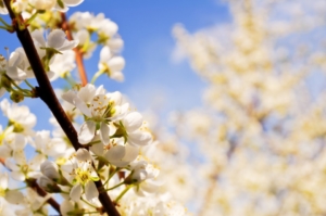 spring tree care in bend, oregon