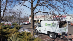 tree care for commercial properties