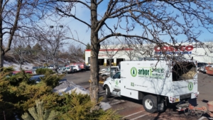 tree care for commercial properties